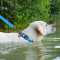 WAUDOG Waterproof Нашийник для собак з QR паспортом, водостійкий, блакитний М, Ш 20 мм, Д 28-40 см, пластикова пряжка-фастекс