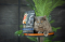 Savory Adult Cat Gourmand Fresh Salmon and White Fish Корм сухий для дорослих котів зі свіжим лососем і білою рибою 400 г