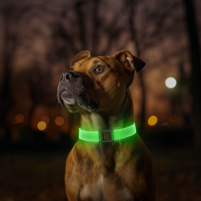 WAUDOG LED Нашийник для собак з підсвічуванням Ш 25 мм, Д 60 см, магнітна застібка