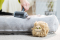 FURminator Щітка для котів та собак для збору шерсті