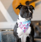 Max & Molly Urban Pets Bandana Cherry Bloom Бандана для собак на нашийник з принтом Вишневий цвіт, S