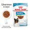 Royal Canin Xsmall Puppy 3+1  Промо набір вологого корму для цуценят 85 г x 4 шт