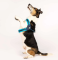 Max & Molly Q-Fit Harness Matrix Sky Blue Шлея для собак голубого цвета, M, Грудь 45-48 см