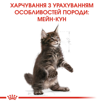Royal Canin Maine Coon Kitten Сухий повнораціонний корм для кошенят мейн-кунів до 15 місяців, 400 г